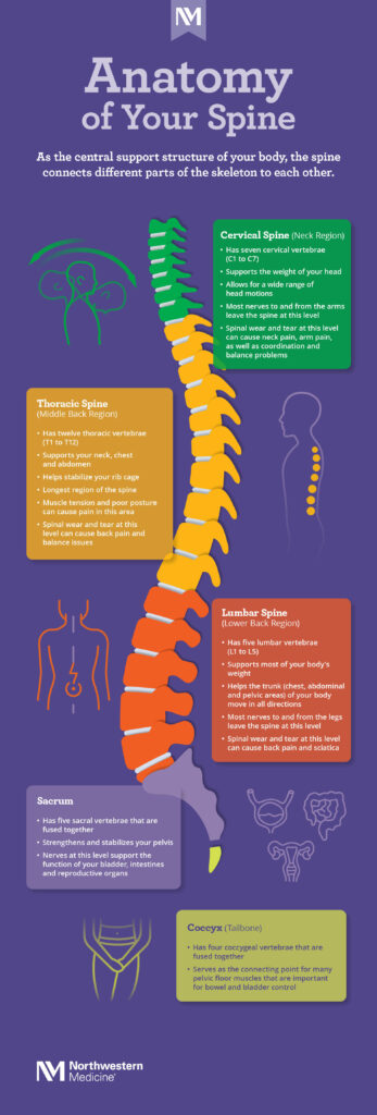 anatomy of your spine